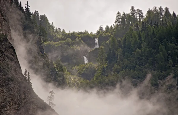 Niebla en el bosque — Foto de Stock