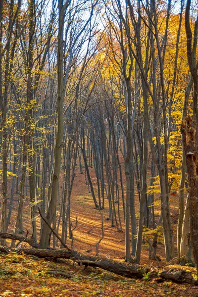 Forest Autumn Landscape Transylvania Romania Transylvanica Trail — Stock Photo, Image