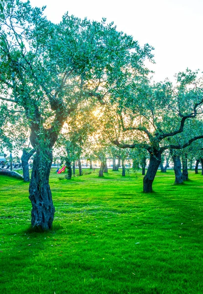 Olivenbaumgarten Auf Der Insel Thasos Griechenland — Stockfoto