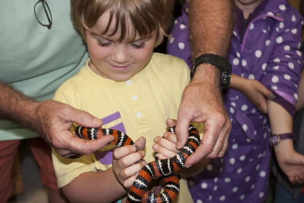 Счастливый мальчик держит полосатую оранжевую змею — стоковое фото