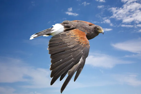 Harrier havik of eagle vliegen op blauwe hemel — Stockfoto