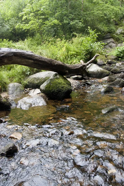 Stream and a waterfall in south devon called becky falls — Stock Photo, Image