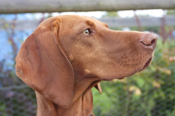 Ungerska hundvalp (sittande) ingefära brun hund närbild — Stockfoto