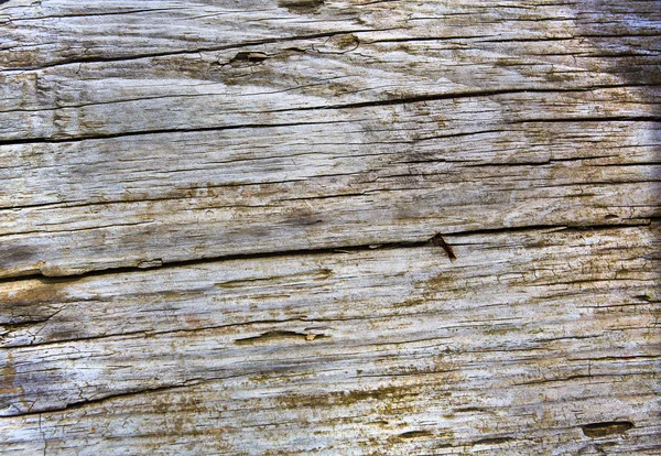 Madeira resistida encontrada na praia de perto — Fotografia de Stock