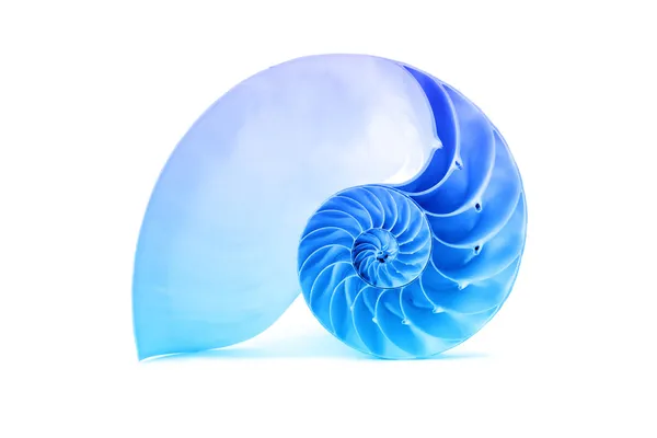 Shell Nautilus e famoso padrão geométrico azul fibonacci — Fotografia de Stock