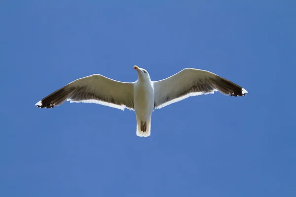 Meeuw, zwevend in de blauwe lucht — Stockfoto