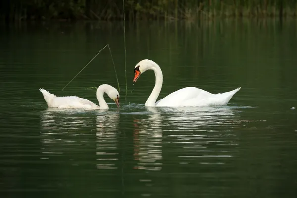 Cigni su un lago — Foto Stock