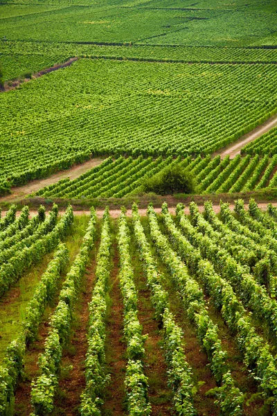 Gevrey-chambertin üzüm bağları bordo Fransa — Stok fotoğraf