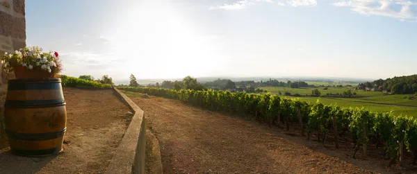 Vista panorâmica das vinhas na Borgonha, França — Fotografia de Stock