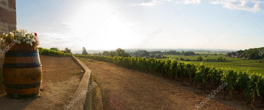 Panoramic View of vineyards in burgundy, France