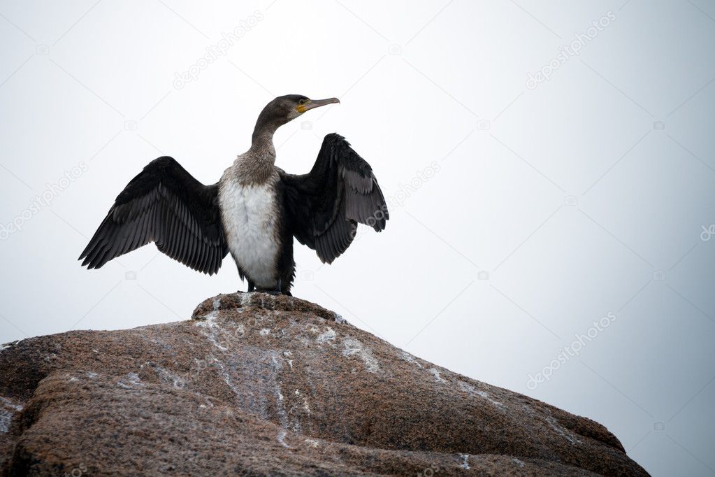 A Cormorant Spreading Its Wings To Dry