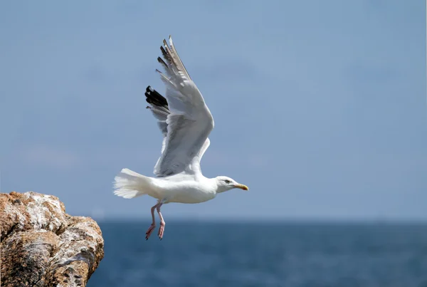 Meeuw, zwevend in de blauwe lucht — Stockfoto