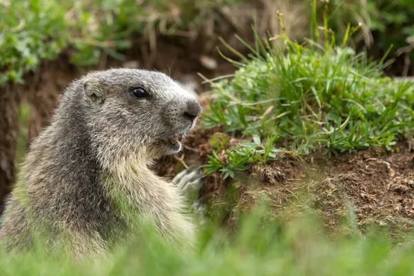 Murmeltier in den Alpen — Stockfoto