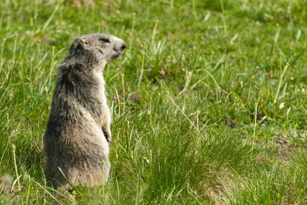 Marmot in de Alpen — Stockfoto