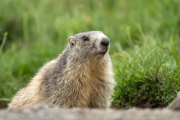 Uma marmota nos Alpes — Fotografia de Stock