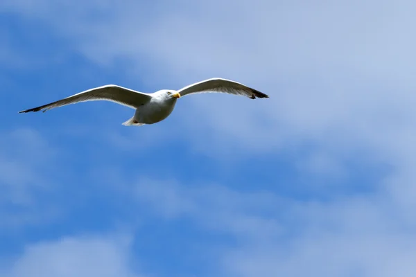 Seagull, soaring in the blue sky — Stock Photo, Image