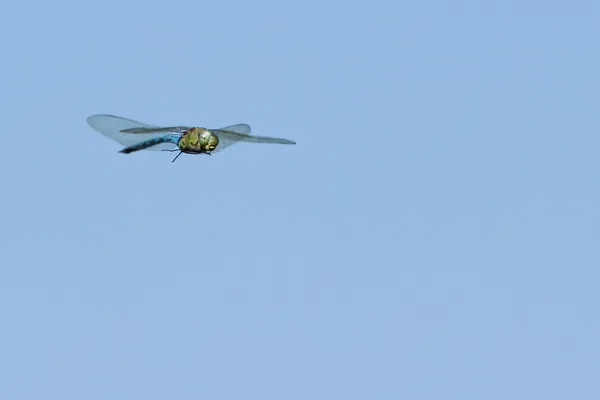 Flying dragonfly — Stock Photo, Image