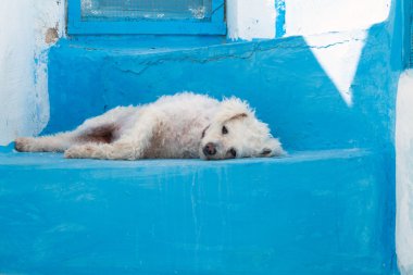 mavi merdiven üzerinde beyaz bir köpek