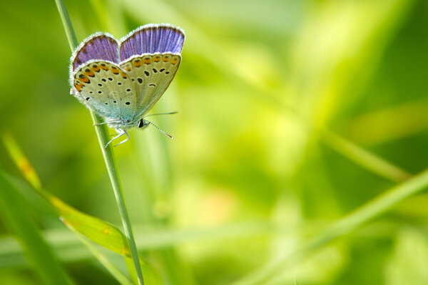 Polyommatus icarus в природе
