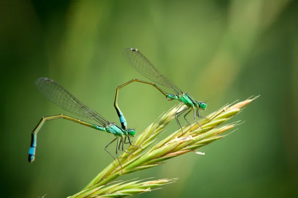 Пара поширених синій damselflies — стокове фото