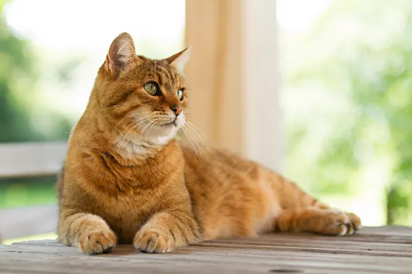 Härlig röd katt på träbord Stockfoto