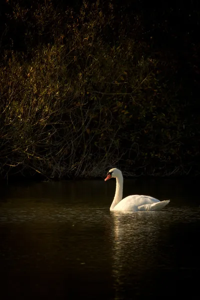 Cigno su un lago — Foto Stock