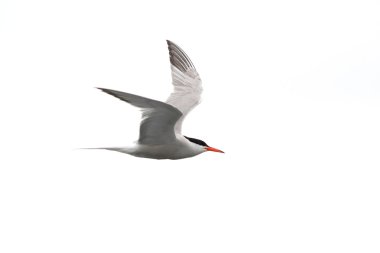 Sumru - Sterna Hirundo - uçuş