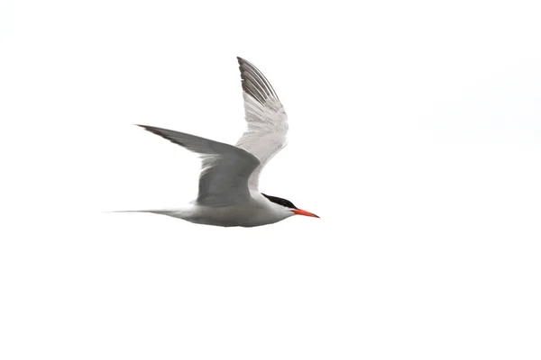 Common tern - Sterna Hirundo - in flight — Stock Photo, Image