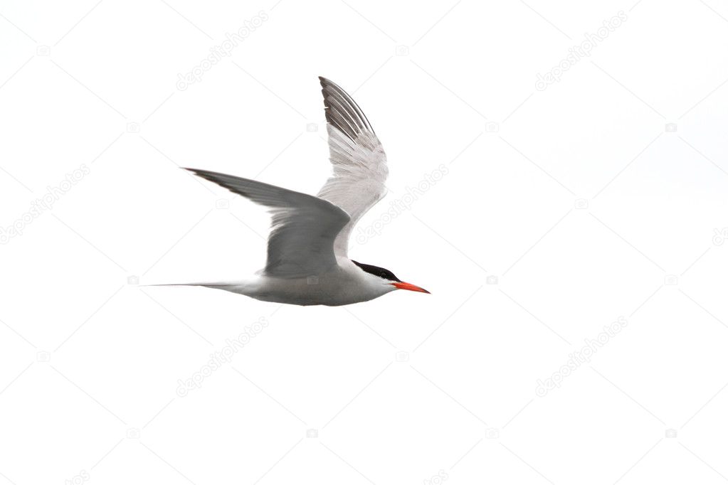 Common tern - Sterna Hirundo - in flight