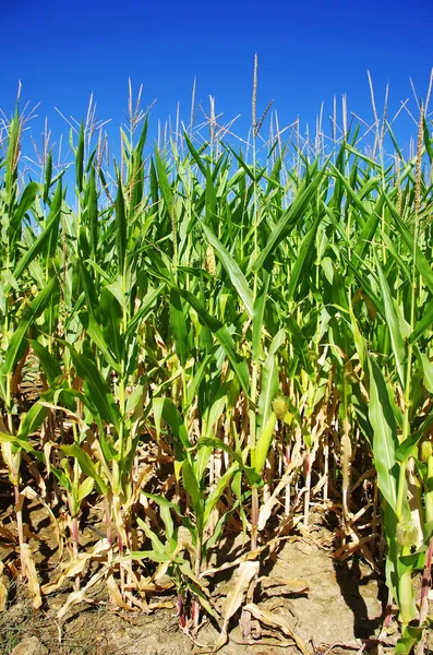 Rader av gröna majs på området för portugal — Stockfoto