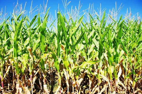 Linhas de milho verde no campo — Fotografia de Stock