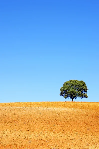 Eenzame boom in geploegd veld — Stockfoto