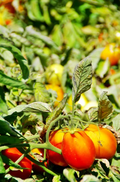 Спелые помидоры на поле — стоковое фото
