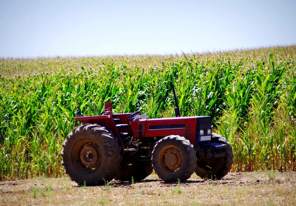 Trator velho no milheiral — Fotografia de Stock