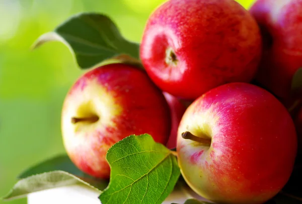 Mogna röda äpplen på bordet — Stockfoto
