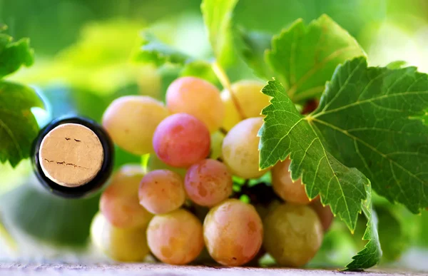 Cork bottle wine and grapes — Stock Photo, Image