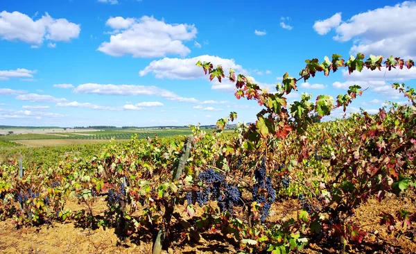 Grapes on vineyard — Stock Photo, Image