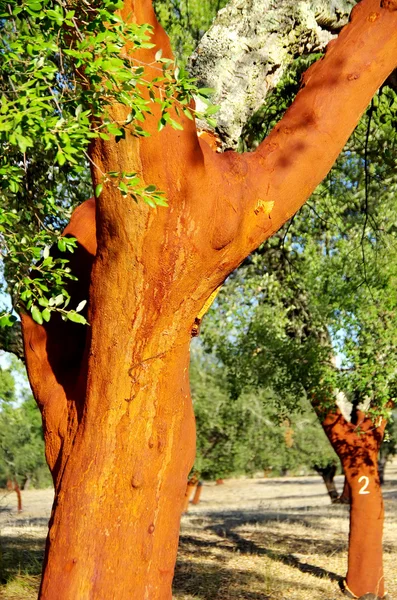 Cork Trees Stripped — Stock Photo, Image