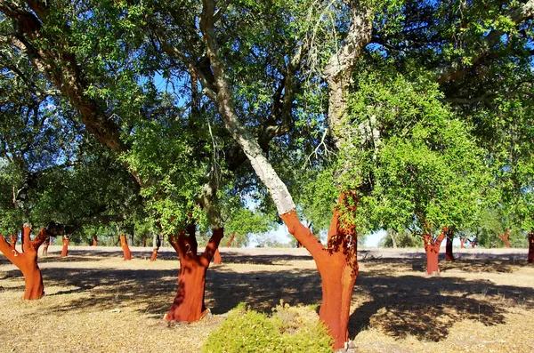 Cork ağaçlar çıkardı — Stok fotoğraf