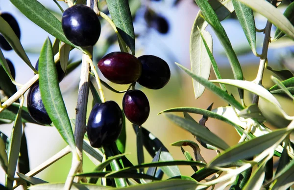 Olives mûres sur branche — Photo