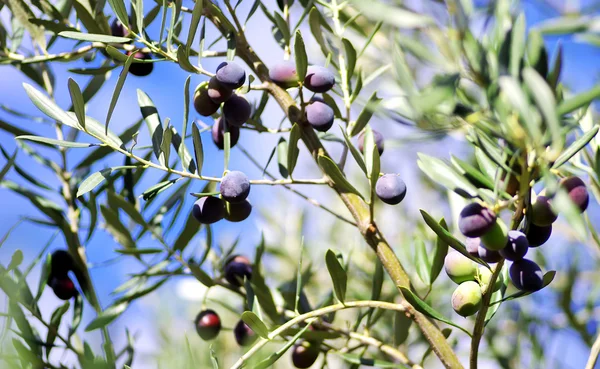 Aceitunas maduras en el árbol — Foto de Stock