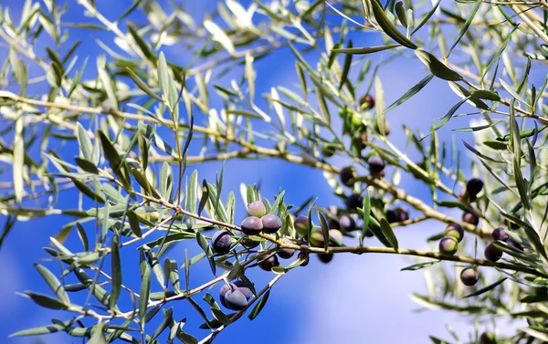 Aceitunas maduras en el árbol — Foto de Stock