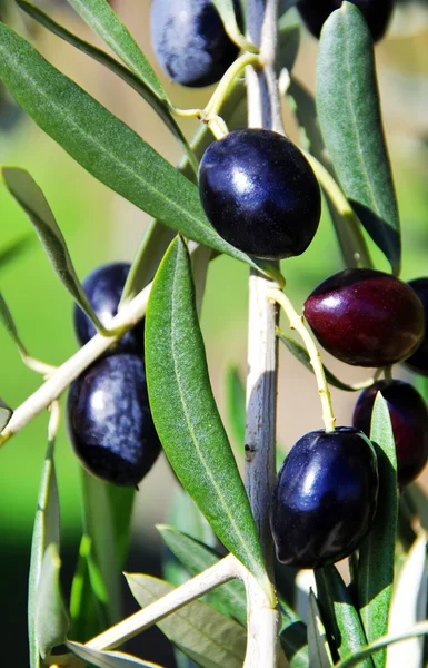 Ripe olives on branch — Stock Photo, Image