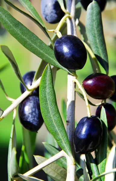 Aceitunas maduras en rama — Foto de Stock