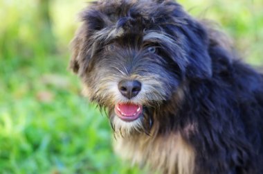 Serra de aires Portekizli köpek