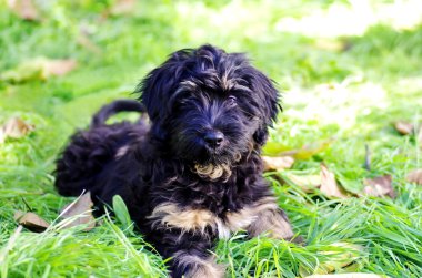 Serra de aires Portekizli köpek