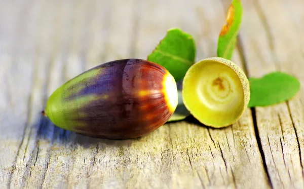 One acorns on a table background — Stock Photo, Image