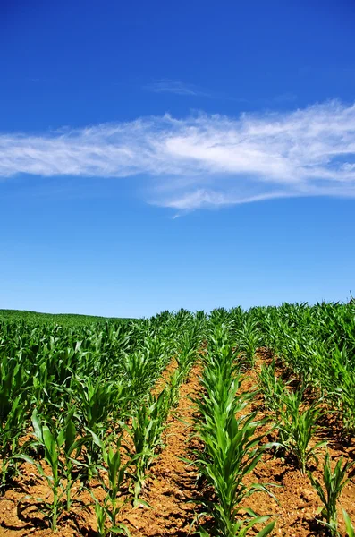 Campos de milho verde no sul de Portugal — Fotografia de Stock