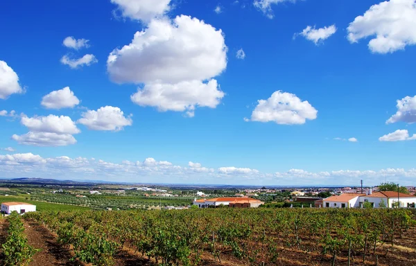 Landscape of agricultural field, Reguengos de Monsaraz — Stock Photo, Image