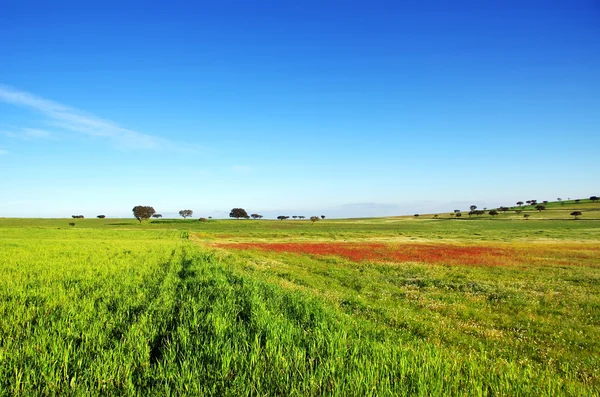 Paysage du champ portugais — Photo